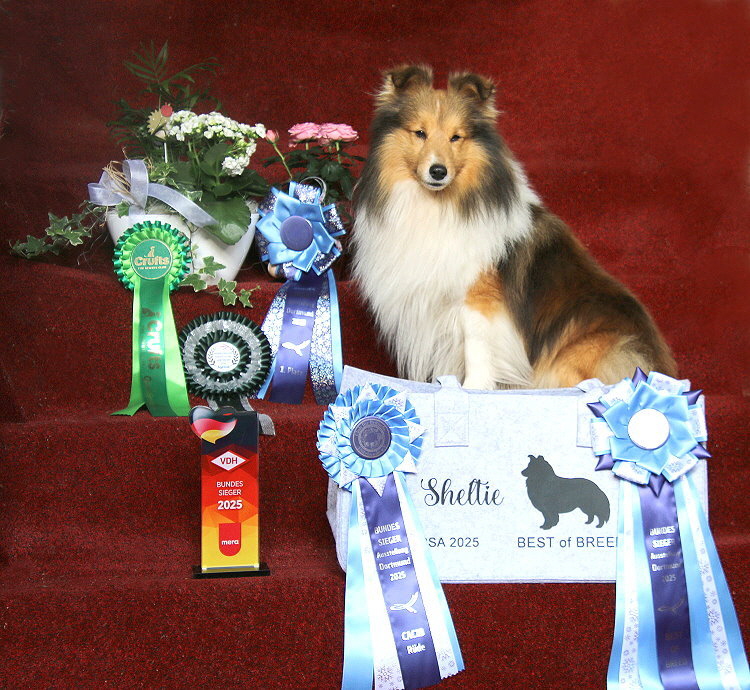 Bailey und seine Trophen von der Bundessieger Ausstellung in Dortmund
